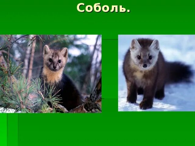 Растительный мир тюмени: найдено 88 изображений