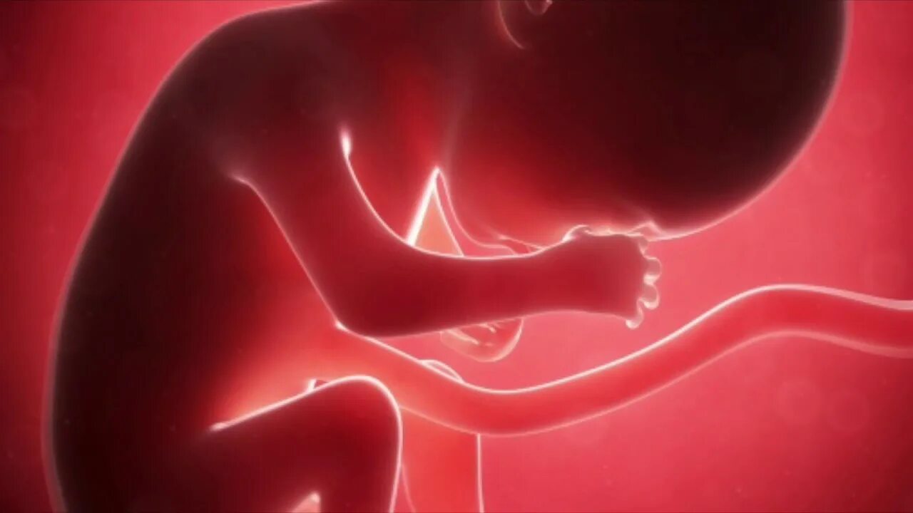 3 триместр ребенок икает. Малыш в утробе матери. Ребёнок в утробе матери картинки. Хвост у зародыша человека.