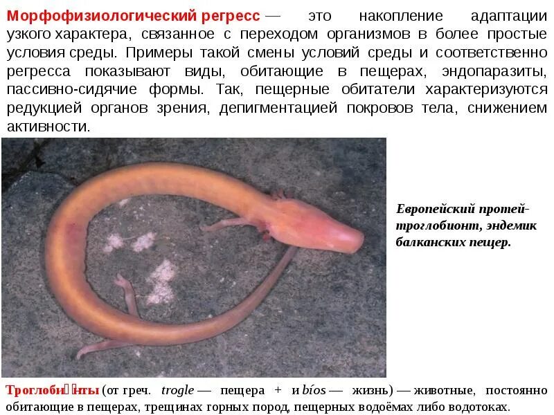 Морфа физиологический регресс это. Сужение ареала. Формы эволюционного прогресса неограниченный морфофизиологический. Критерии морфофизиологического прогресса. Морфофизиологический регресс примеры.