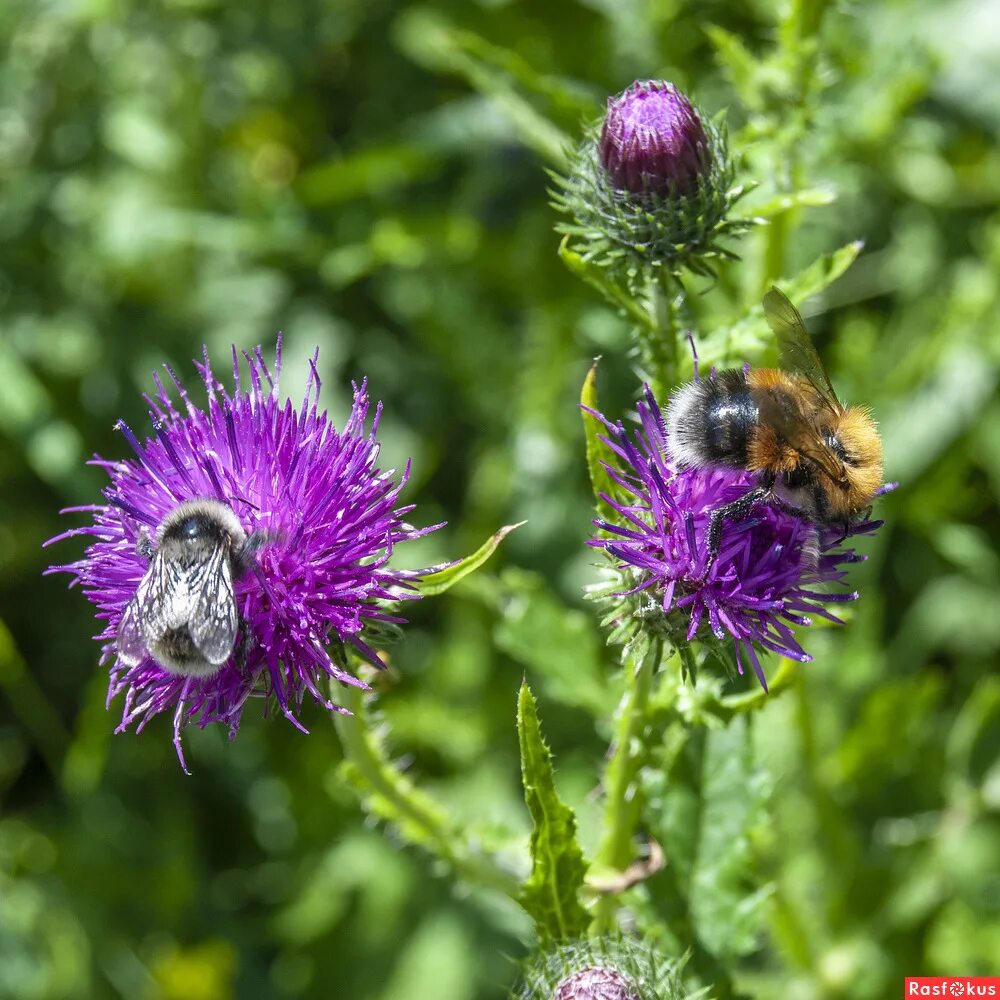 репей май эпл нижний