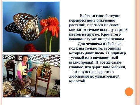 Текст описания бабочки. Описание бабочки. Сообщение о бабочке. Доклад про бабочку. Рассказ о бабочке.