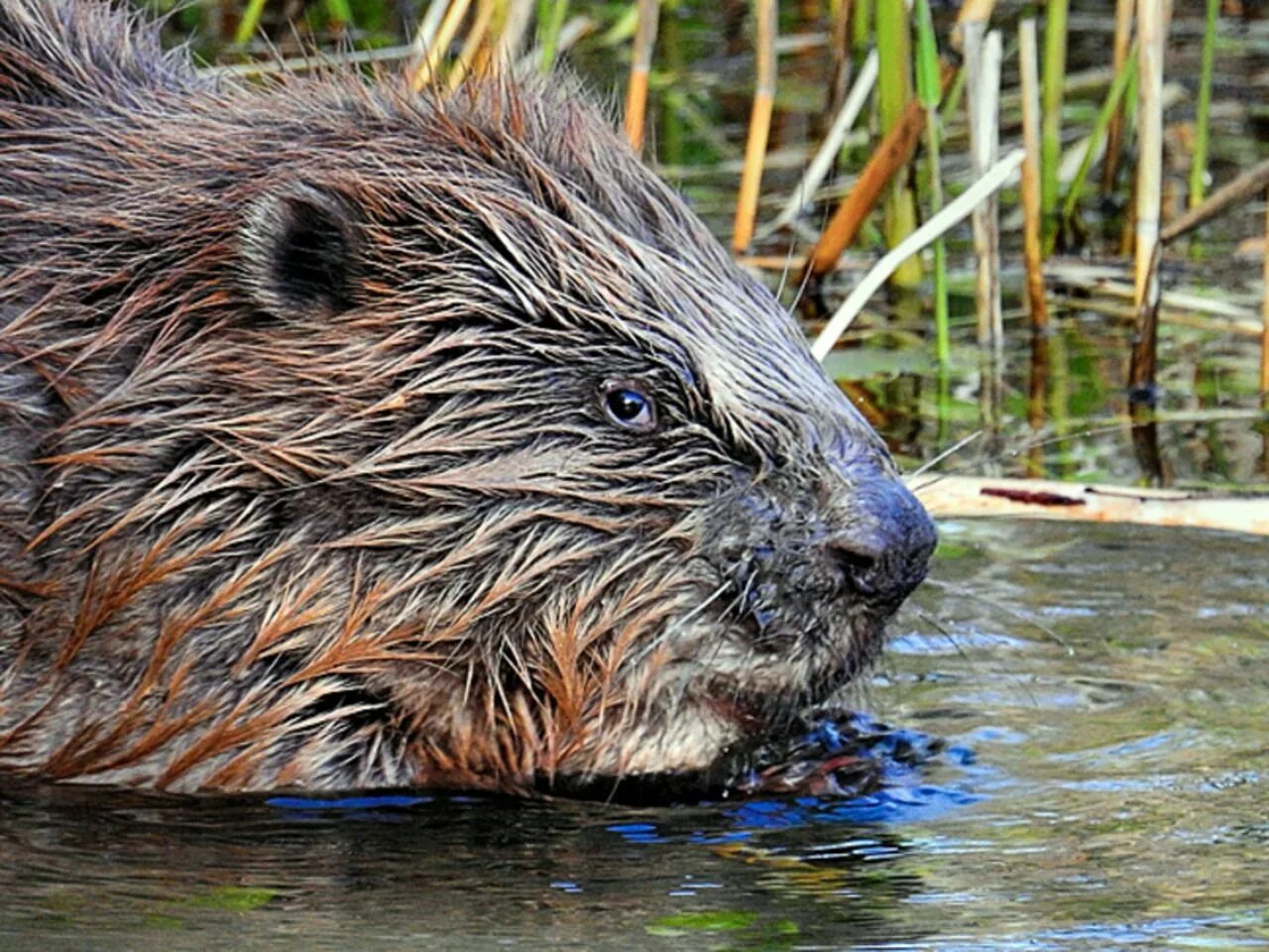 Бобры в приморье. Водяные животные. животные подмосковья. бобры в подмосковье.