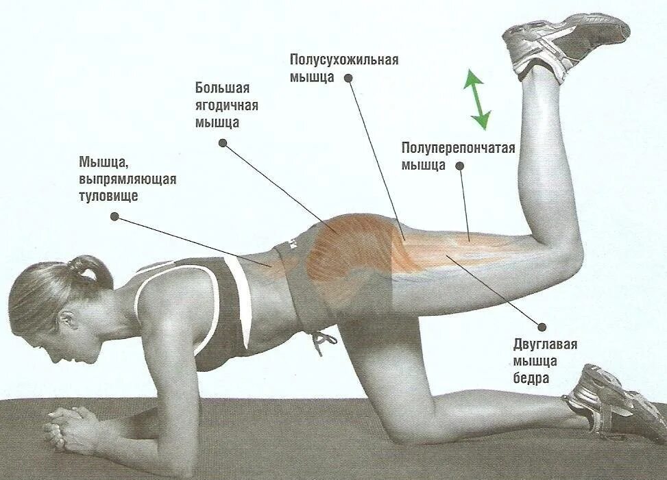 Находиться упор. Упражнения для мышц ягодиц. Упражнение для мышцяголиц. Упражнения на ягодичные мышцы. Упражнения для проработки ягодичных мышц.