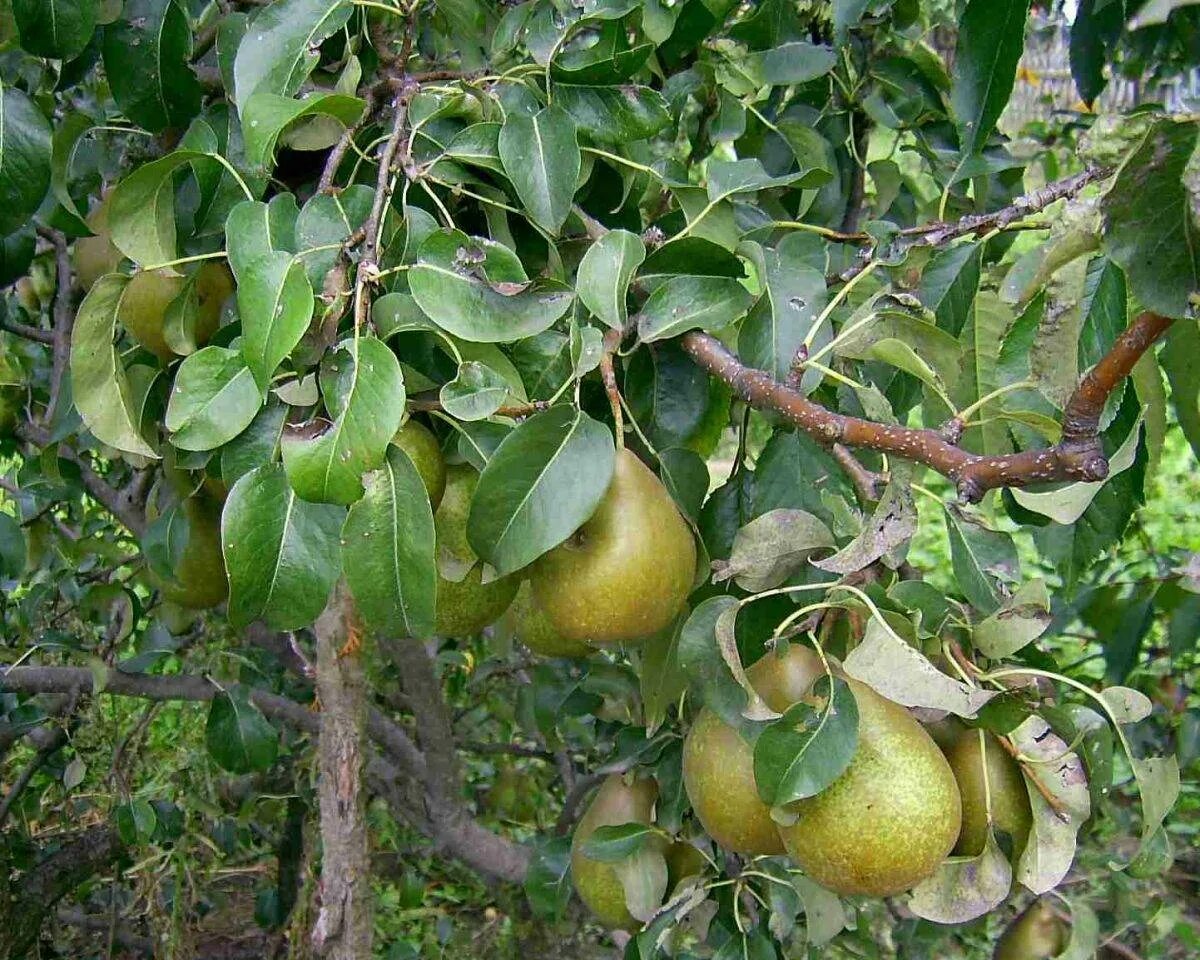20 Bosc Pear Nutrition Facts - Facts.net