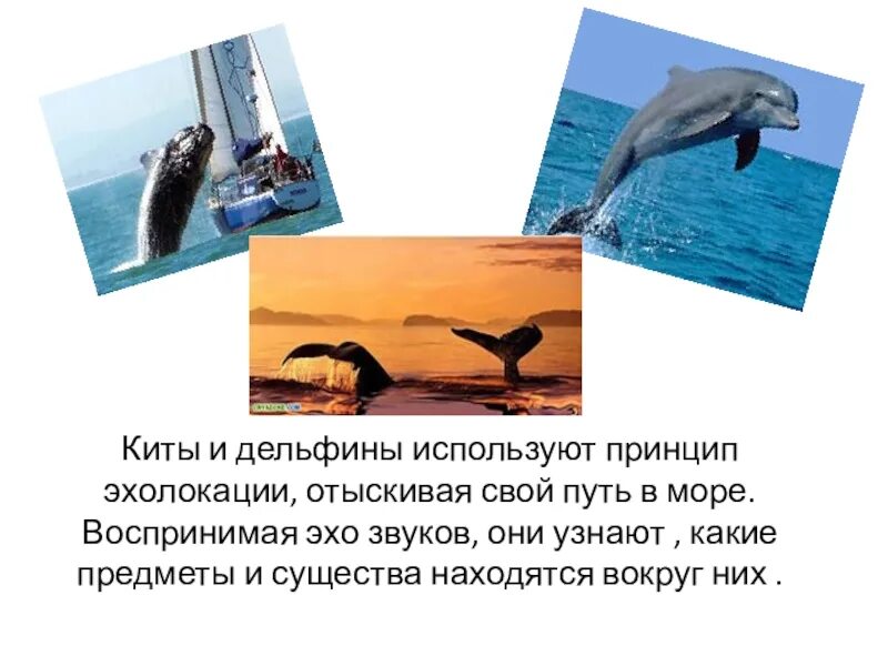 Эхолокация позволяет выбери верный вариант. Белуха эхолокация. эхолокация китообразных. киты эхолокация. строение эхолокации у дельфина.
