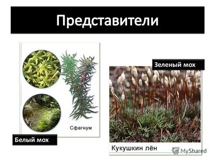 Мхи названия 3 класс окружающий