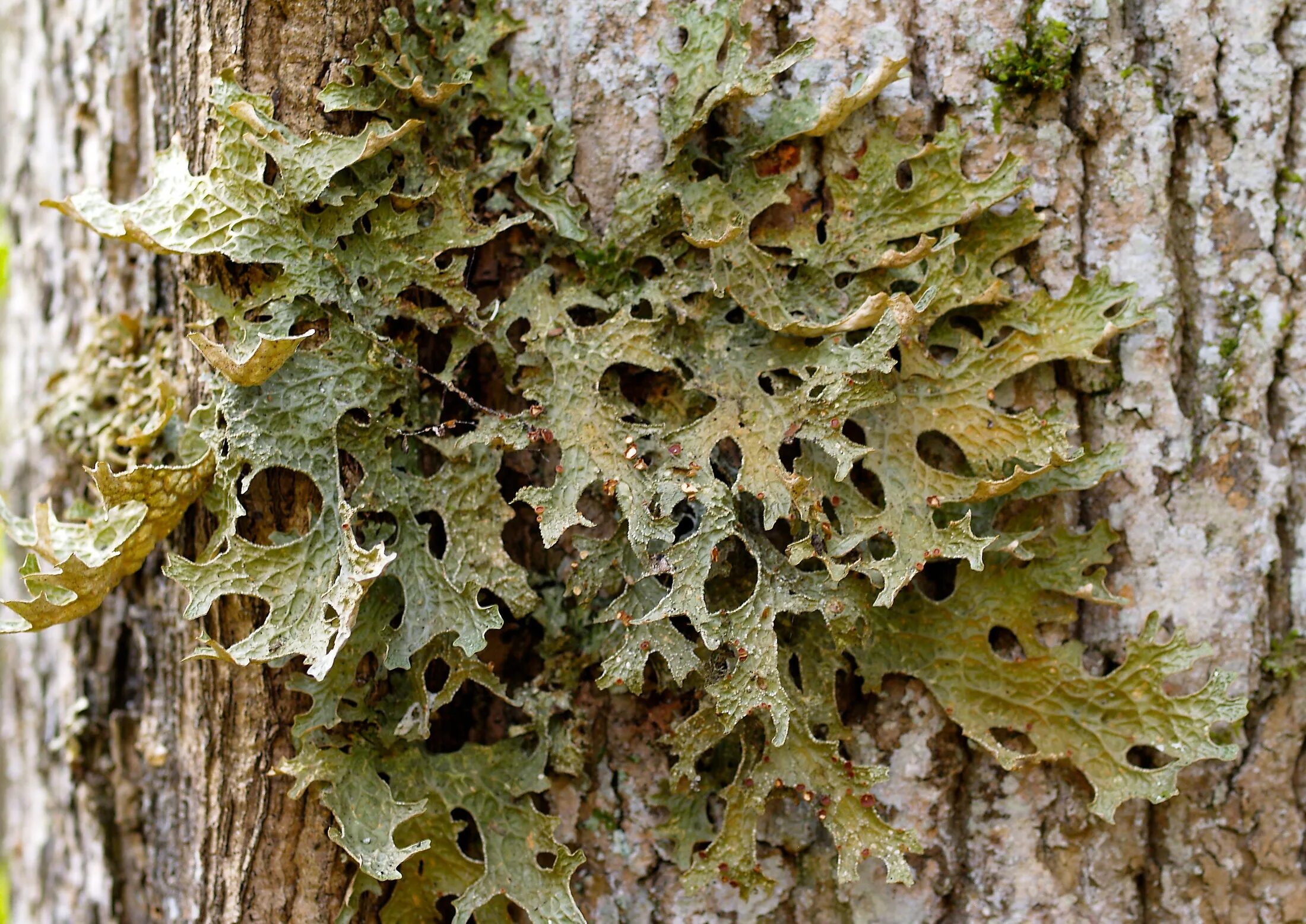 Лобария Пульмонария. Лишайник лобария Пульмонария. Лобария легочная Lobaria Pulmonaria. Лишайник лобария легочная.