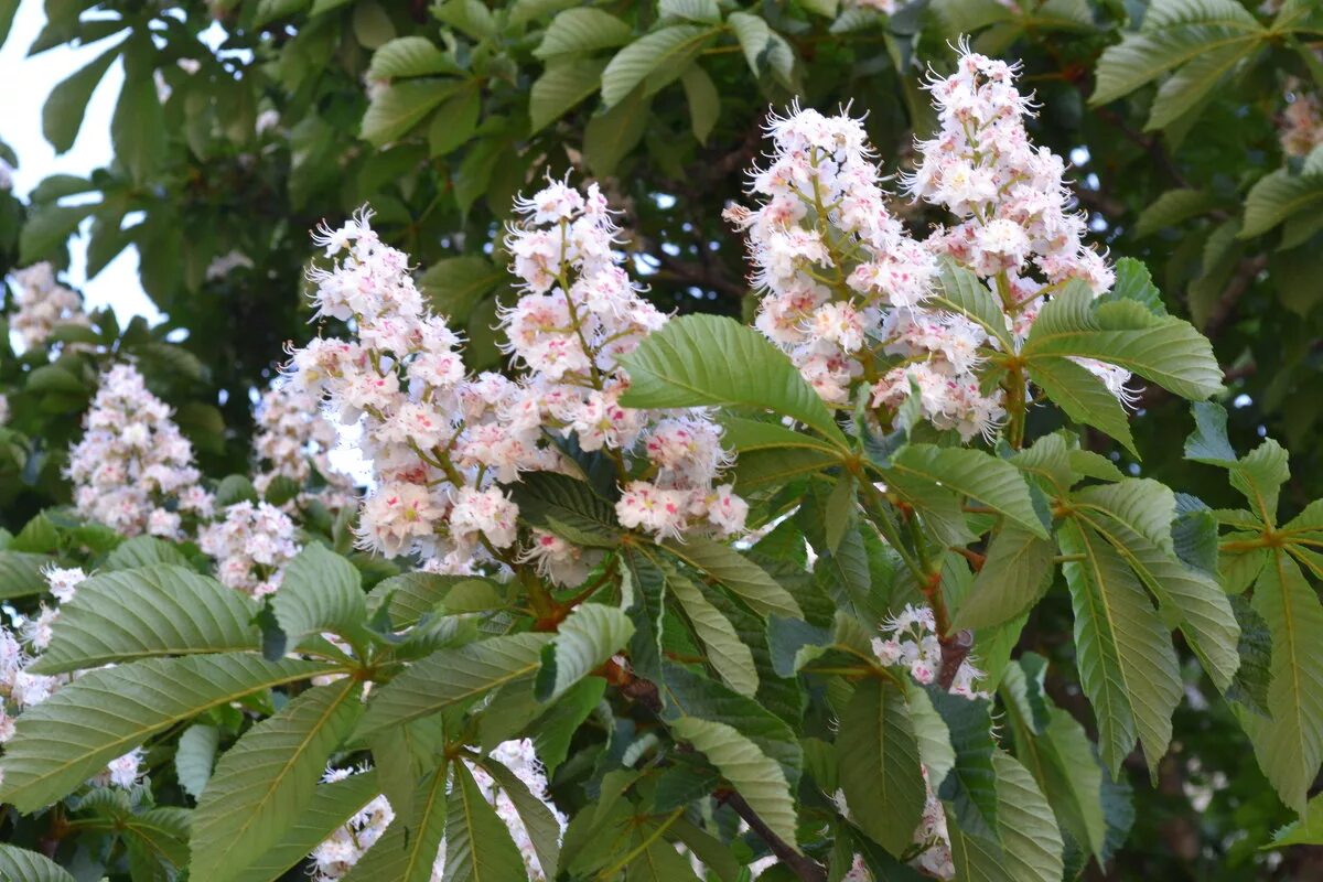 цветущий каштан. день каштановых свечек 23 мая. песня каштаны. киев каштаны цветут. каштан конский шишки.