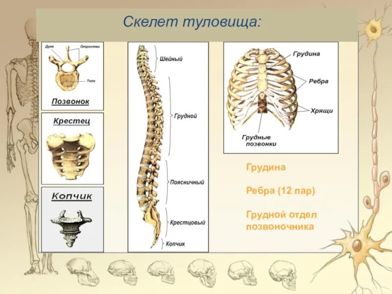 Скелет туловища. Отделы позвоночника. Грудная клетка. Скелет туловища позвонки ребра Грудина. Скелет туловища человека позвоночник грудная клетка. Анатомия костей туловища Позвоночный столб Грудина ребра.