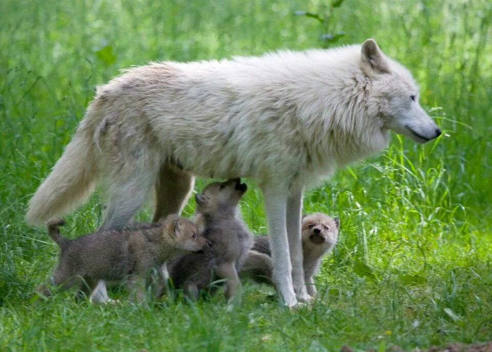 про маленького волчонка. волк, волчица,семья волков. про маленького волчонка. сколько волчат. щенок волка.