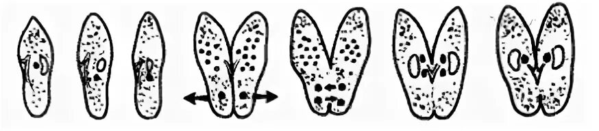 Инфузория туфелька конъюгация. Конъюгация инфузории инфузории. Конъюгация инфузории туфельки. Размножение инфузорий конъюгация.