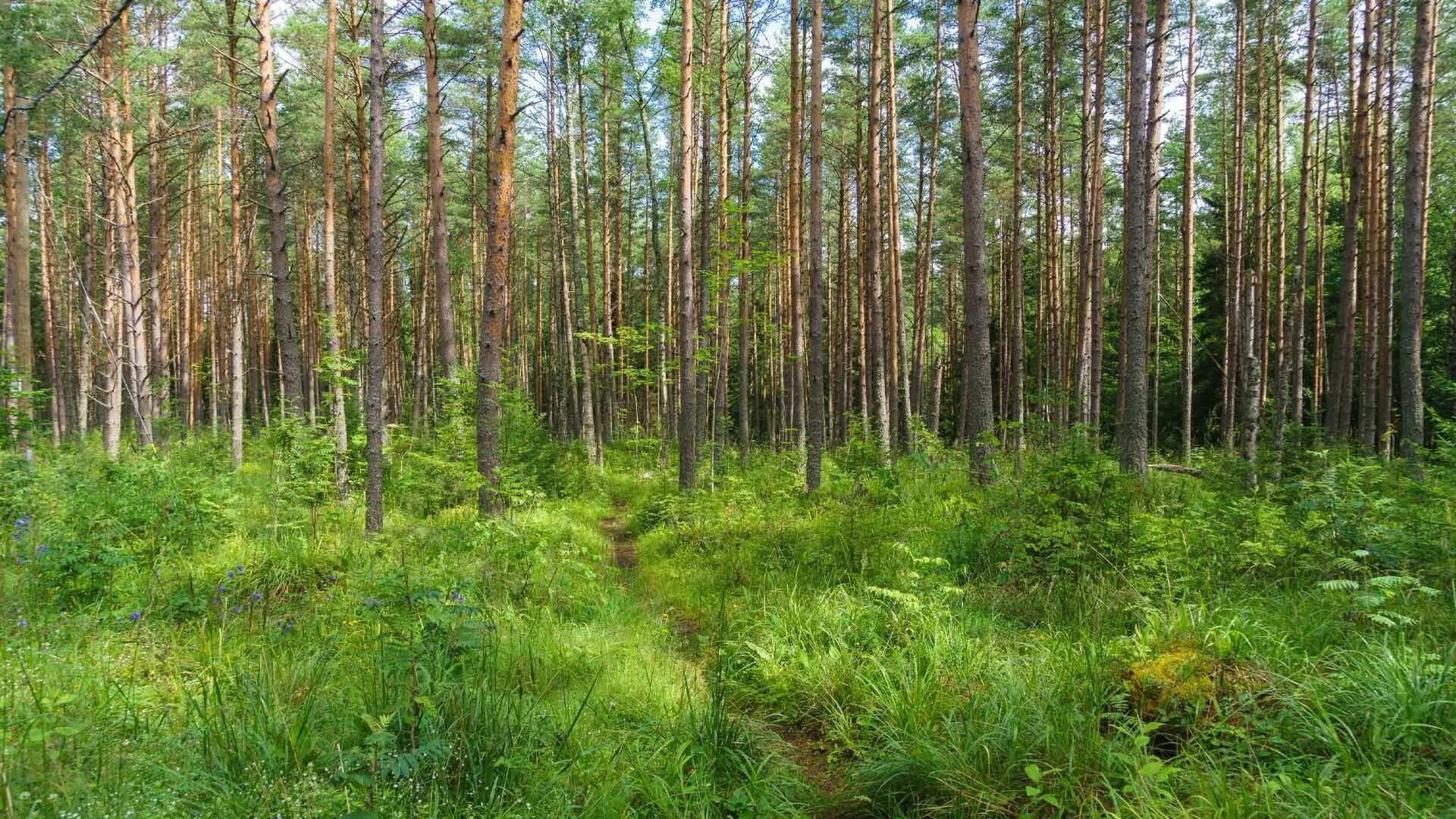Почвы тайги в россии. Почва елового леса. Сибирская тайга хмао сверху. Хвойный лес иркутск. Сфагнум ель.