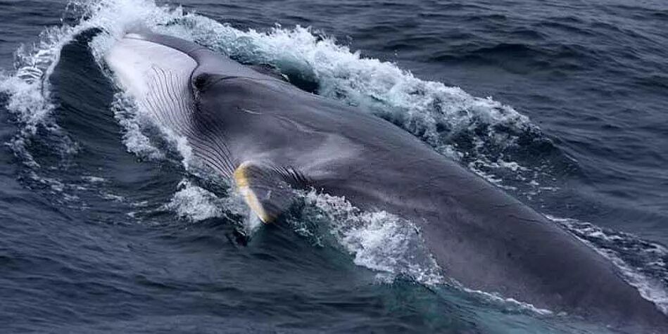 Переводчик кит фото. Финвал (Balaenoptera physalus). Северный Финвал (сельдяной кит). Северный Финвал или сельдяной кит. Финвал Красноярский край.