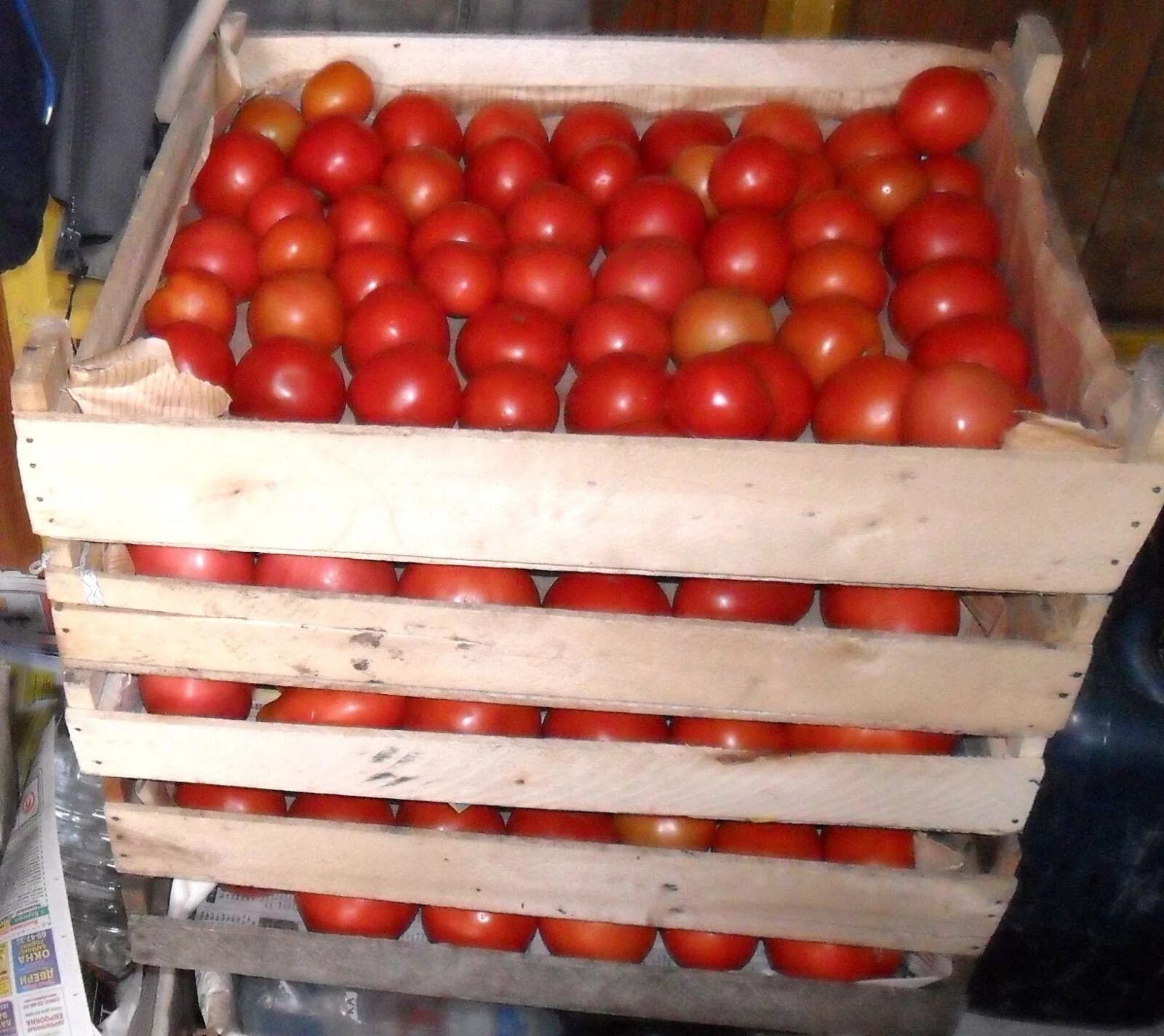 Хранение помидоров в домашних условиях. Урожай помидоров. Сортировка помидоров. Томаты хранящиеся до нового года. Храним помидоры в сарае.