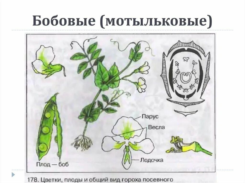 Семейство мотыльковых горох посевной. Горох посевной диаграмма цветка. Диаграмма цветка Мотыльковые схема. Горох посевной семейство крестоцветные. Горох биология 6 класс