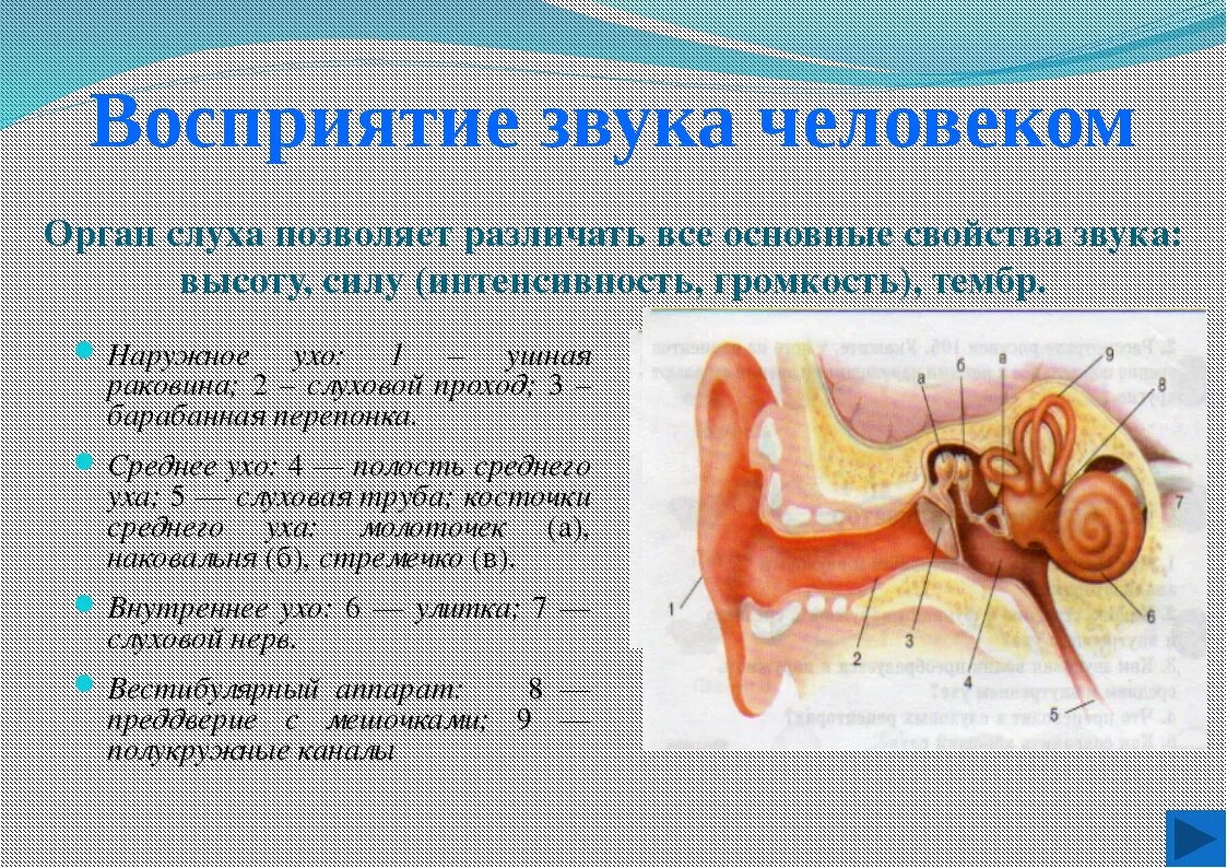 Восприятие звука человеком. Как человек воспринимает звук. Восприятие звука ухом человека. Звук воспринимаемый ухом человека. Верные признаки органов слуха человека