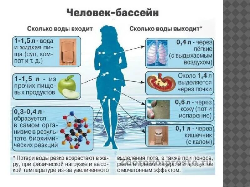 Использование воды организмом. Вода в организме. Вода в человеческом организме. Вода и человек. Важность воды для организма человека.