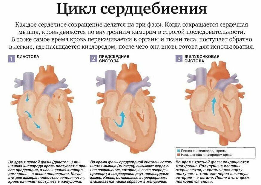 Систола и диастола. Строение сердца систола диастола. Сердечный цикл систола и диастола. Систола предсердий желудочков и диастола. Сердечный цикл диастола желудочков.