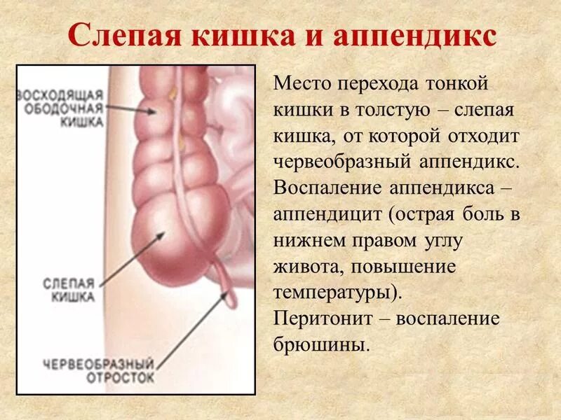 Аппендикс находится