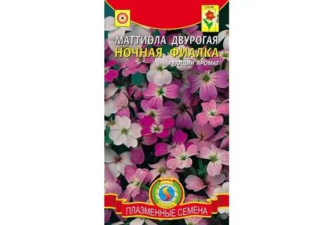 Ночная фиалка семена