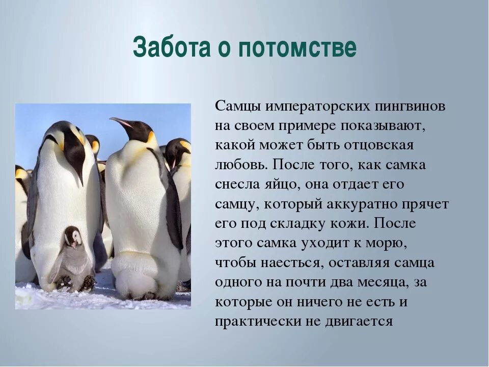 Забота о потомстве у животных примеры. Как животные заботятся о потомстве приведи примеры. Забота о потомстве у пингвинов. Как животные заботятся о потомстве доклад. У птиц развита забота о потомстве