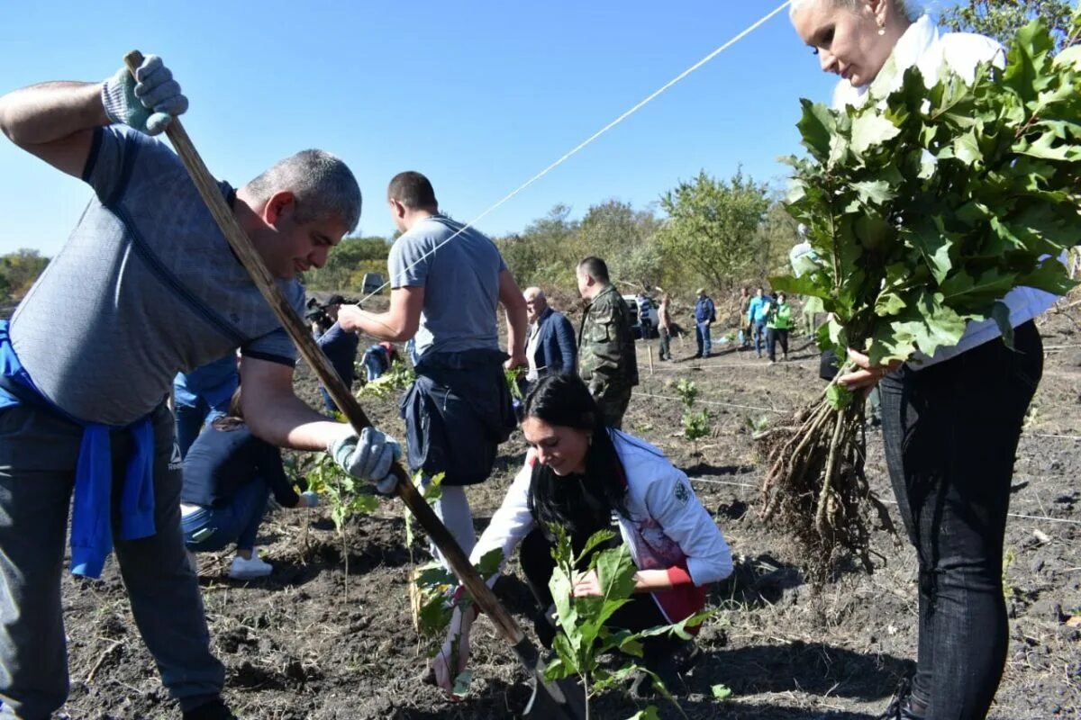 В ряд высадили 12 деревьев. Лесные хозяйства саженцы дуба. Высадили 15 саженцев дуба. Лесное хозяйство Владикавказ. Аграрии саженцы.