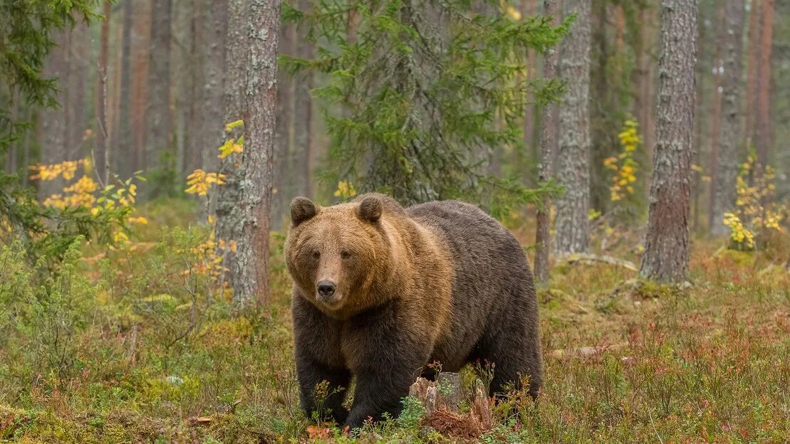 Жизнь медведей в лесу. Бурый медведь в тайге.  Ursus arctos collaris — Сибирский бурый медведь. Бурый медведь хозяин тайги. Бурый медведь Красноярского края.