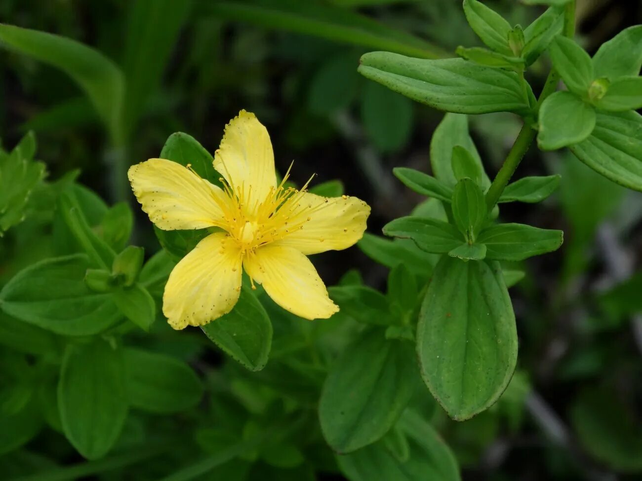 Типа зверобой. Зверобой продырявленный (Hypericum perforatum). Зверобой Олимпийский Hypericum olympicum. Зверобой чашечковидный. Зверобой Гукера.