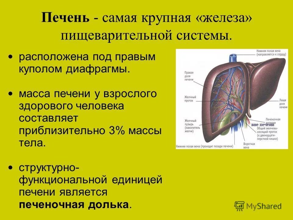 Печень самая крупная