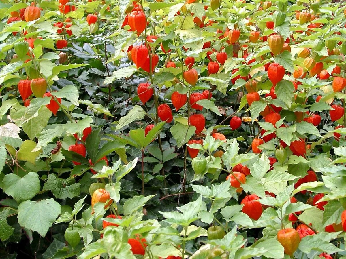 Физалис франше. Физалис обыкновенный плод. Физалис съедобный овощной. Физалис ягодный земляничный. Физалис земляничный.