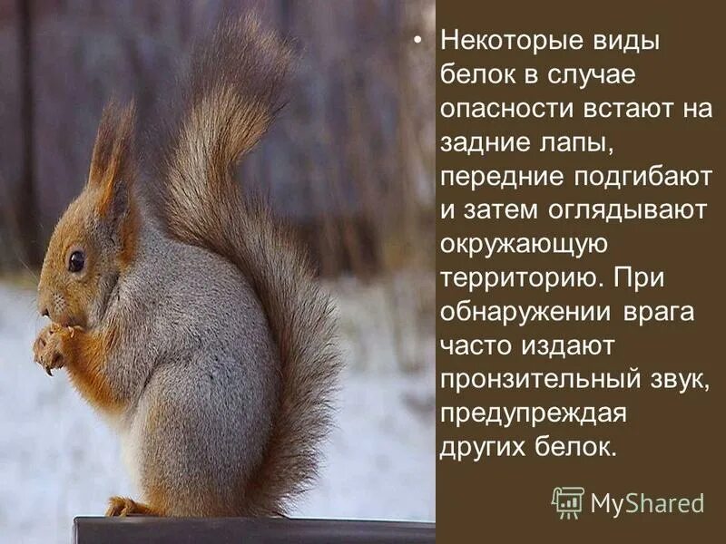 белка обыкновенная сообщение. обыкновенная белка. как звать белок. белка меняет шкурку. как звать белок.