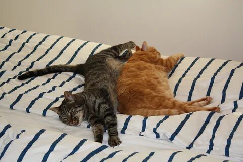 Котом дремотом