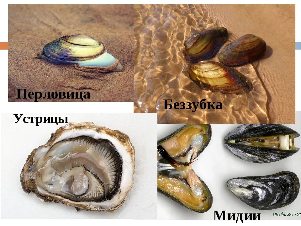 Сходства мидии и гребешка. Перловица,мидия,устрица. мидия устрица беззубка. двустворчатые моллюски мидии устрицы морской гребешок. беззубка моллюски перловица отличия.