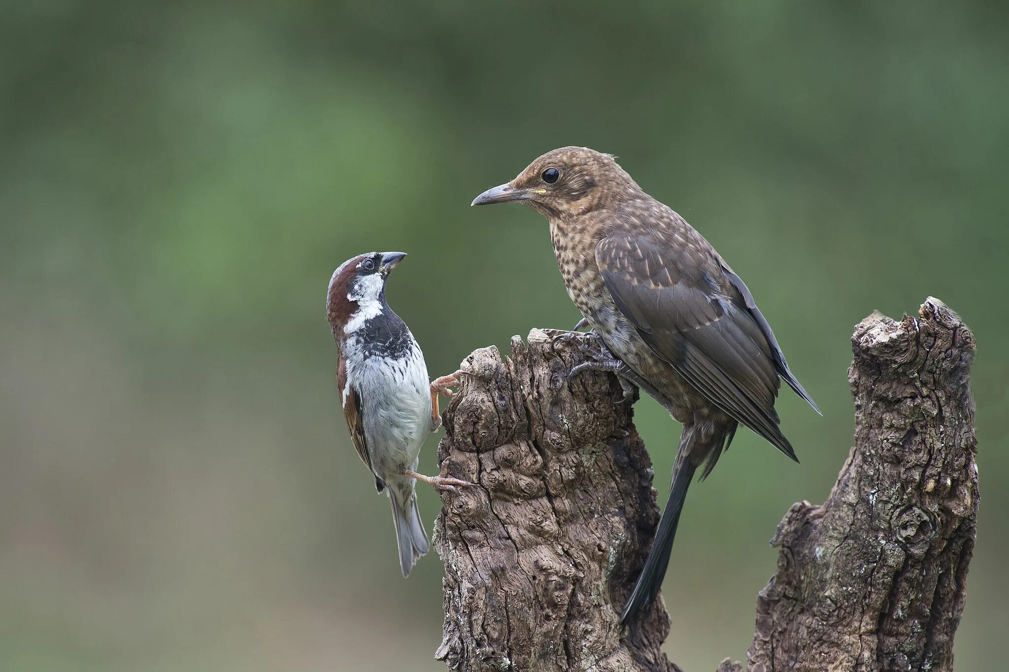 O bird. Дрозд и Воробей. Соловей и Воробей. Кукушка и Воробей. Птица похожая на дрозда и воробья.