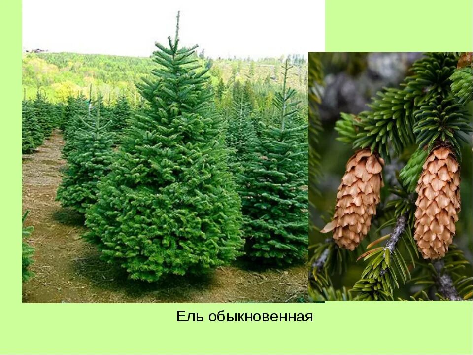 ✅ Siberian spruce: description and varieties, rules for planting and tree care