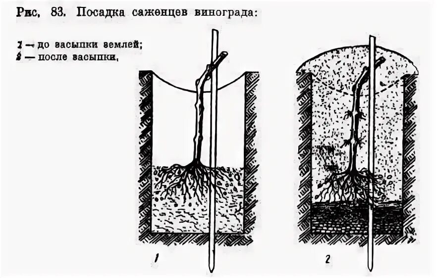 Как посадить виноград весной в открытый. Схема посадки черенков винограда. Посадка саженца винограда. Посадка Чубуков винограда весной в открытый грунт. Посадка черенков винограда весной.