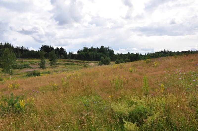 Есенин сенокос некошеный. Пустырь в поселке. Деревенский пустырь. Сенокос некошеный лес да монастырь. Пустырь в деревне.