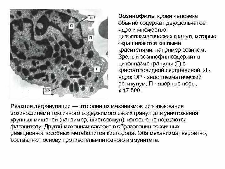 Какой основной компонент содержится в цитоплазме. Гранулы в цитоплазме. Гранулы в цитоплазме содержатся в. Цитоплазматические гранулы. Гранулы эозинофилы содержит.