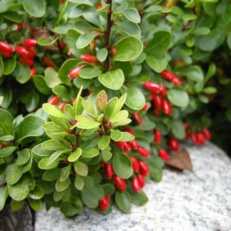 Барбарис обыкновенный куст. Барбарис обыкновенный (berberis). Барбарис дерево. Барбарис обыкновенный кустарники. Барбарис обыкновенный - bеrberis vulgаris.