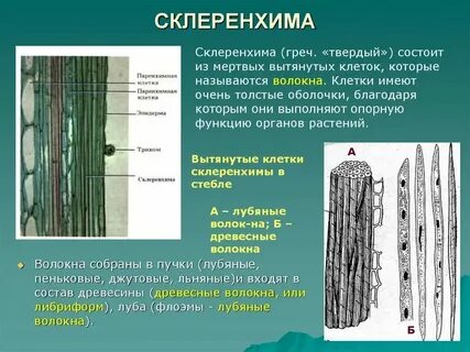 Древесина волокна какая ткань