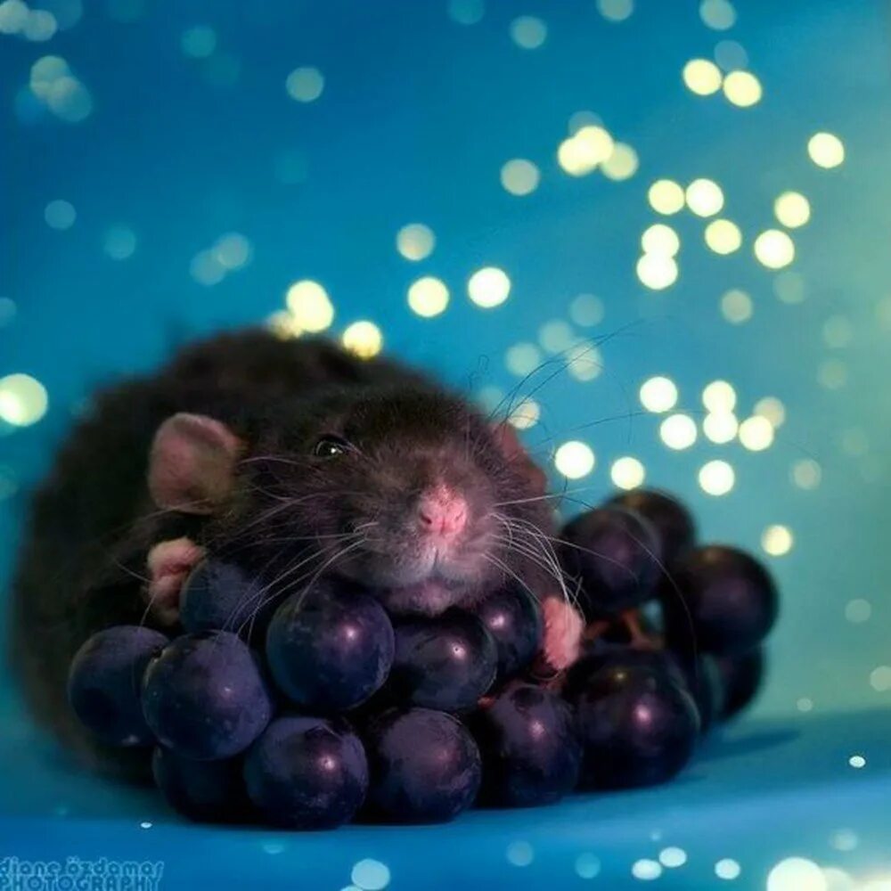 Милые красивые крыски. Красивые крысы. Мышки животные. Няшные крысы. Мышь мило