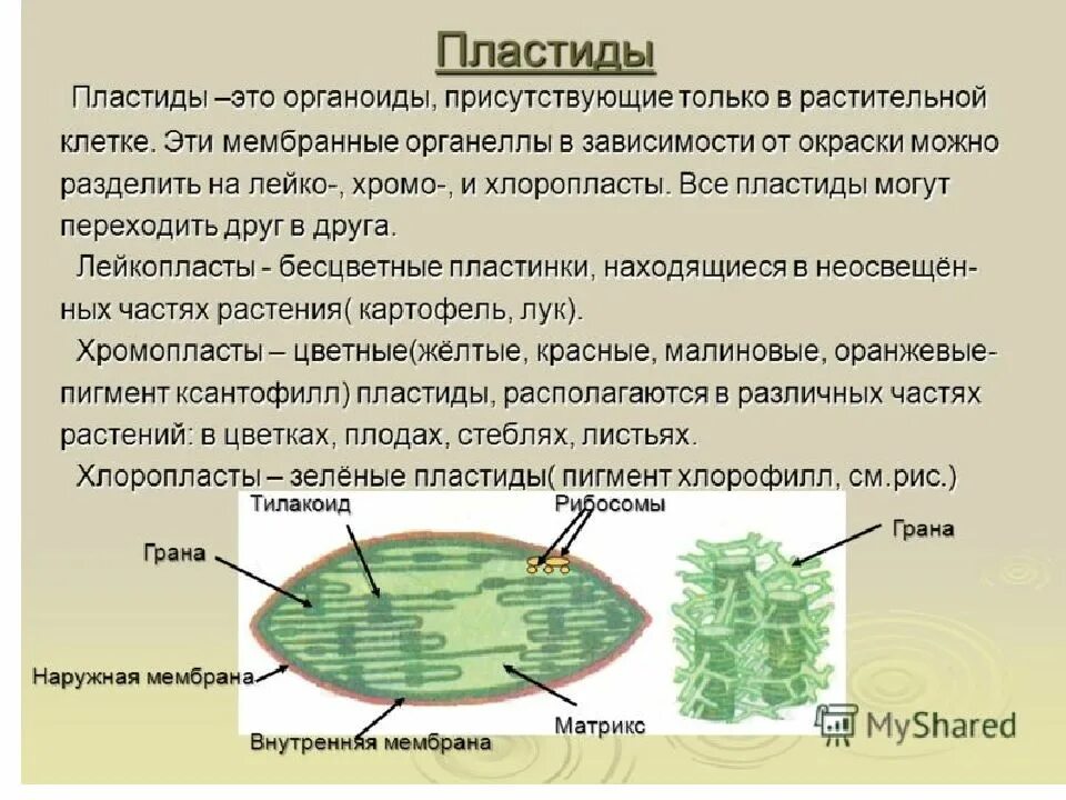 Пластиды это. Внутренняя мембрана пластид. Пластиды в клетках.