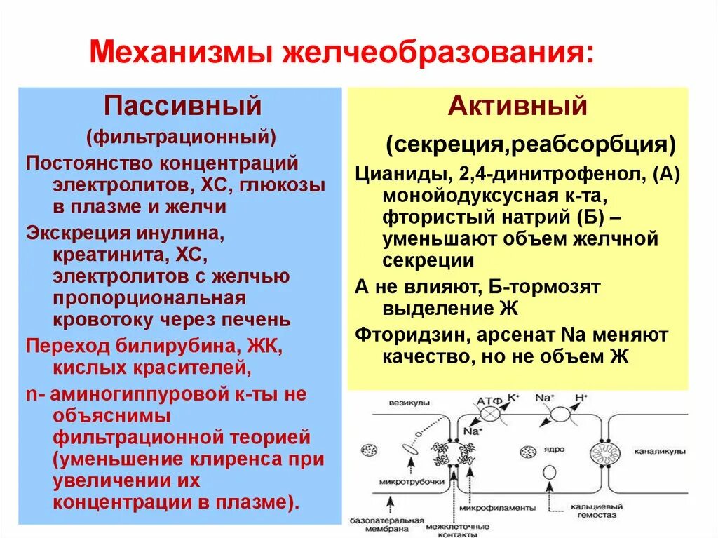 Механизм и регуляция желчевыделения. Механизмы регуляции желчеобразования. Механизм образования желчи физиология. Механизм выделения желчи.