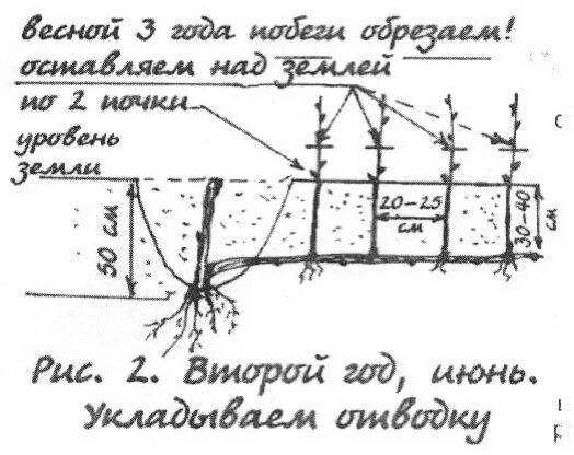 Как посадить виноград весной в открытый. Схема посадки винограда весной саженцами. Схема посадки винограда открытый грунт. Схема посадки саженцев винограда весной. Схема посадки саженцев винограда весной в грунт.