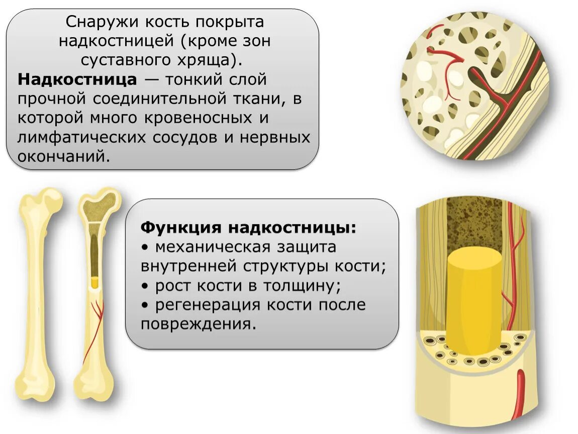 За счет чего растет кость. Кость покрыта надкостницей. Кость снаружи покрыта. Снаружи кости покрыты надкостницей. Строение кости надкостница.