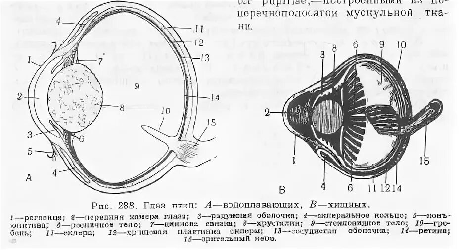 Структура глаза птицы. Строение органов чувств у птиц. Органы чувств птиц анатомия. Органы чувств птиц схема. Строение глаза птицы схема.