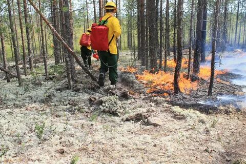 Лесные пожары коми