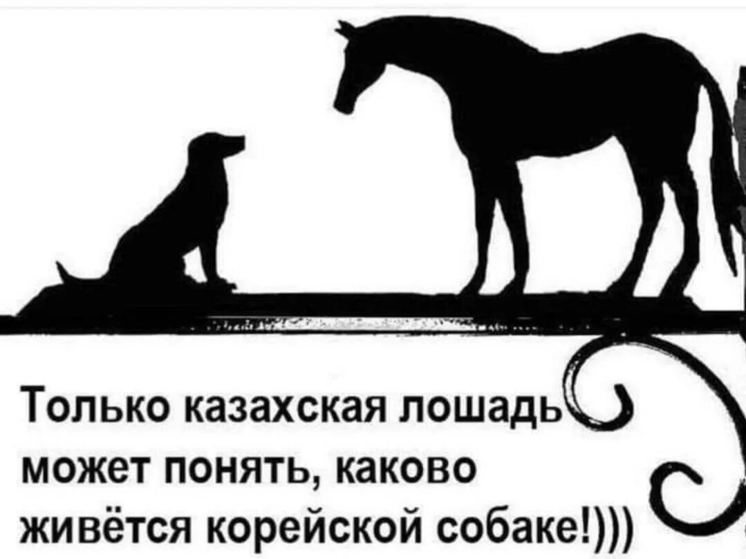 Ковид прикол. Картины с прикольными надписями. Прикольные рисунки с надписями. Шутки про казахов и лошадей.