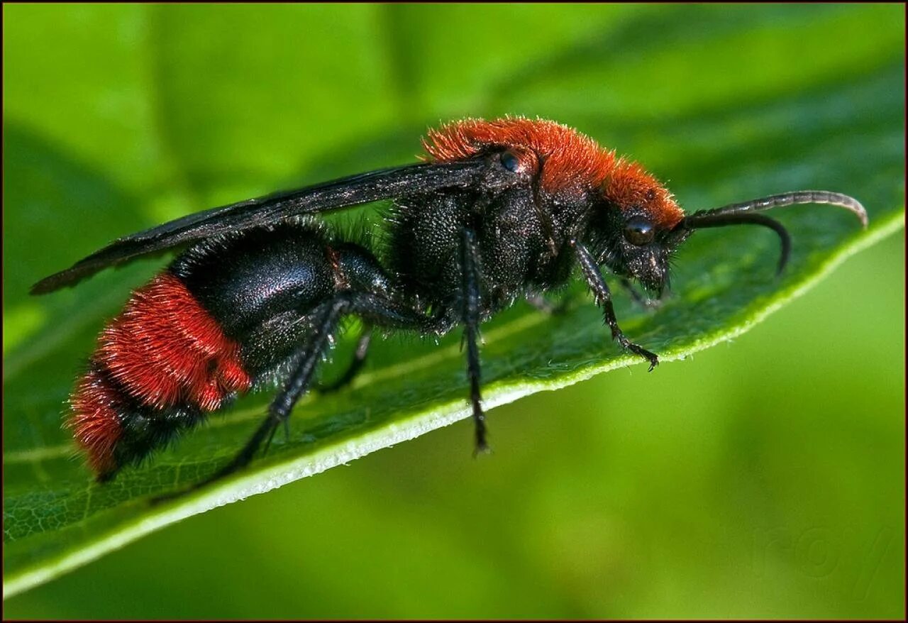 Бархатный муравей (Dasymutilla Gloriosa). Осы-немки (Mutillidae). Mutillidae осы. Оса бархатный муравей немка.