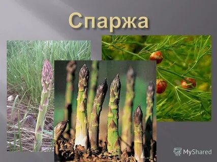 Спаржевые класс